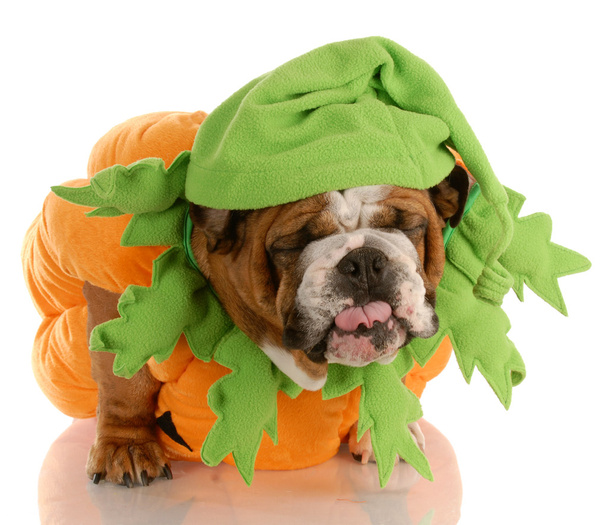 english bulldog dressed up as a pumpkin - Photo, Image