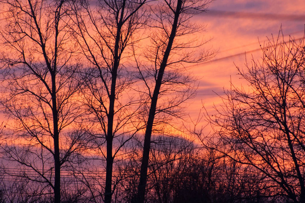 ongewone zonsondergang. Oranje hemel en contrasterende takken van bomen - Foto, afbeelding