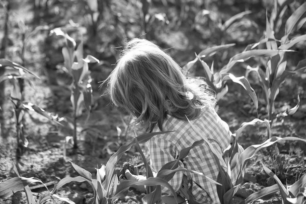 Little boy in green cornfield - Foto, Imagem
