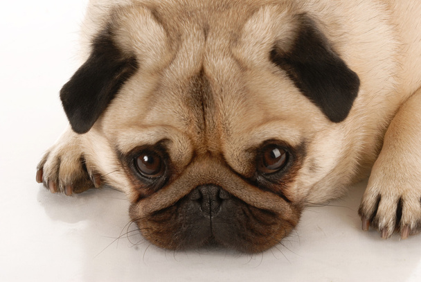 pug looking up at viewer on white background - Foto, Imagen