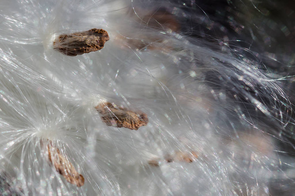 Аннотация Природа: Элегантные волокна белого молочного сорняка, представляющие свои семена - Фото, изображение