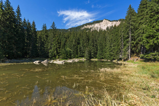 Καλοκαιρινό τοπίο της λίμνης Saladzha Smolyan στα βουνά της Ροδόπης, Σμόλιαν, Βουλγαρία - Φωτογραφία, εικόνα