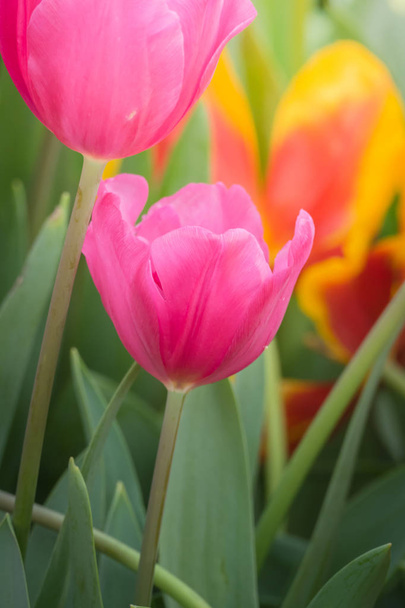 Renkli çiçeklerin arkaplan resmi, arka plan doğası - Fotoğraf, Görsel