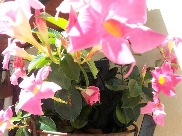 Vaas met bloemen Mandevilla (Dipladenia) - Foto, afbeelding