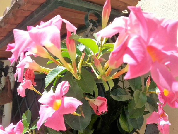 Vase aux fleurs de mandeville (Dipladenia
) - Photo, image