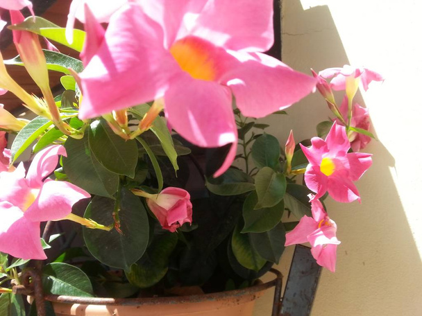 Vase aux fleurs de mandeville (Dipladenia
) - Photo, image