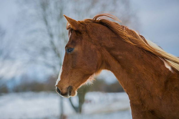 Head of beautiful young brown horse on a cold sunny winter day, a tree, horizon and ground covered with snow in background, in profile portrait - Photo, Image