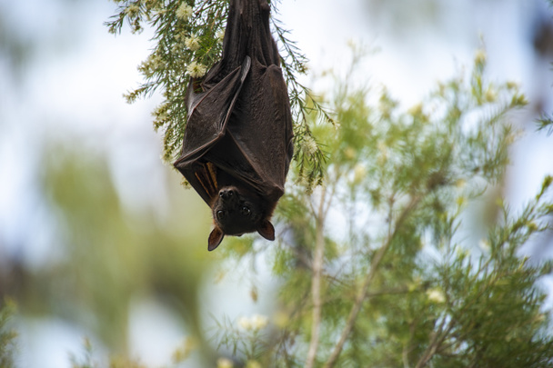 Flying Fox Bat during the day time. - 写真・画像