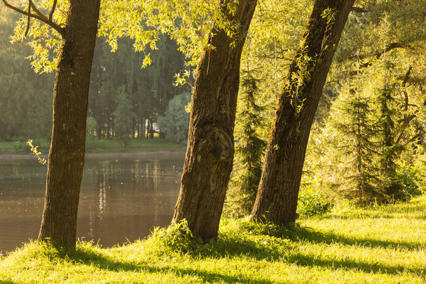 Trees in the city Park in the summer afternoon bathe in the sunlight Lake in the summer Park Cycling. Sunny landscape trimmed green grass on the lawn, trees and pines on the desktop - 写真・画像