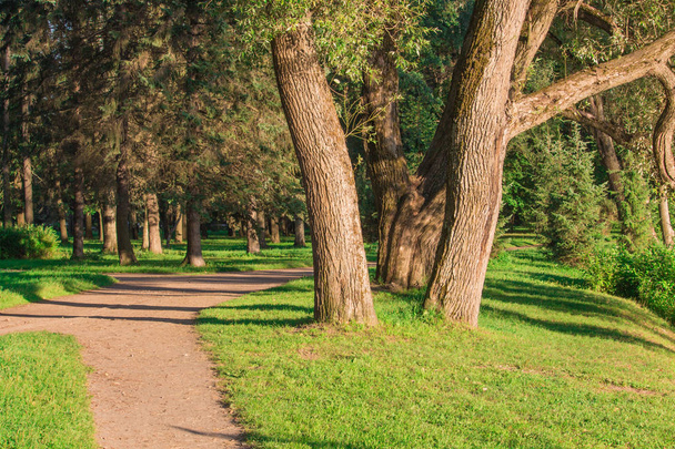 Drzew w mieście Park w letni dzień ścieżki dla Jogging i sportowych w parku summer jeździć na rowerze. Krajobraz Sunny obszyte zielona trawa trawnik, drzewa i sosny na pulpicie - Zdjęcie, obraz