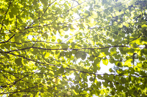 green leaves In Forest, Summer Nature background - Foto, Imagem