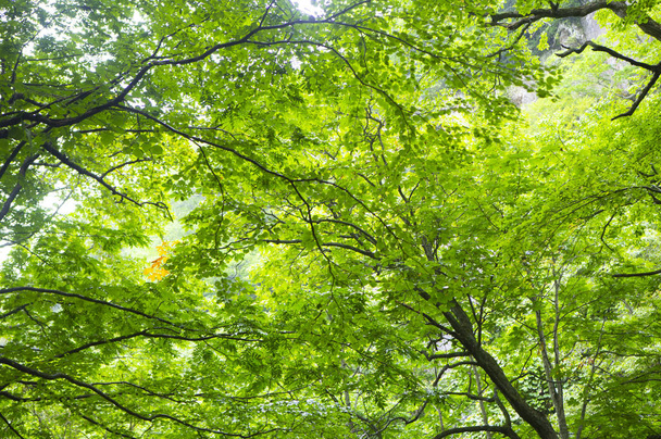 green leaves In Forest, Summer Nature background - Fotografie, Obrázek