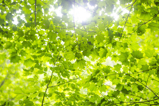 green leaves In Forest, Summer Nature background - Фото, изображение