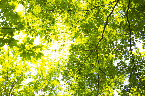 zelené listy v lese, letní přírodní pozadí - Fotografie, Obrázek