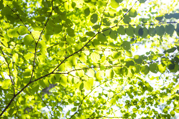green leaves In Forest, Summer Nature background - Foto, Imagen