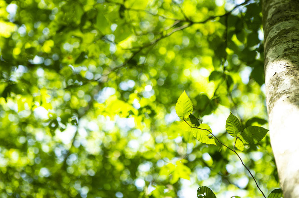 yeşil yapraklar Ormanda, Yaz Doğa arka plan - Fotoğraf, Görsel