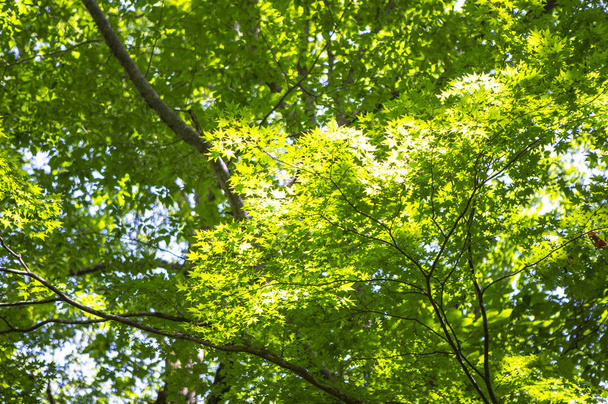 green leaves In Forest, Summer Nature background - Fotoğraf, Görsel