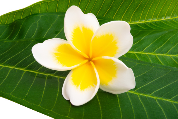 frangipani isoliert auf weißem Hintergrund - Foto, Bild