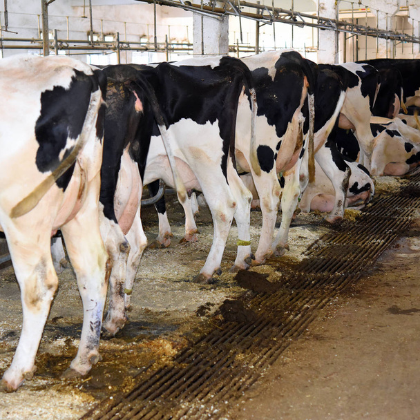 Contenido de las vacas en el establo de una granja lechera
. - Foto, imagen