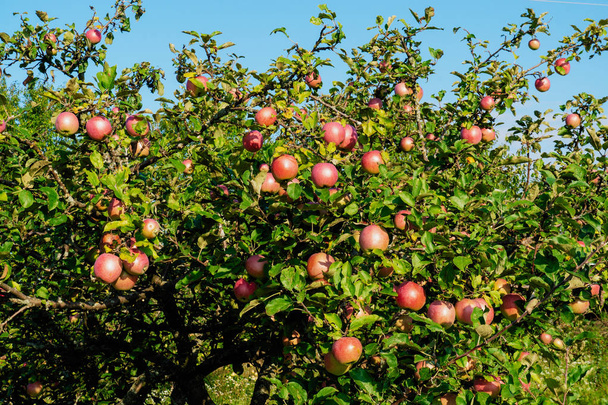 Jablka dozrávají v korunách stromů. Pozadí. Pěstování jablek na stromech. - Fotografie, Obrázek