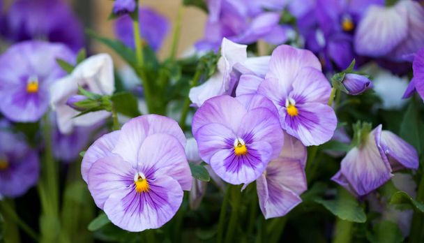 春の庭 - セレクティブ フォーカス成長紫のパンジーの花のクローズ アップ - 写真・画像