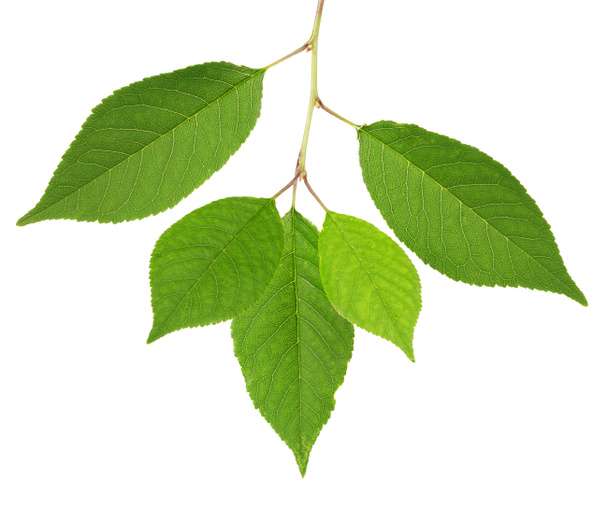 třešeň zelené listy izolované na bílém - Fotografie, Obrázek