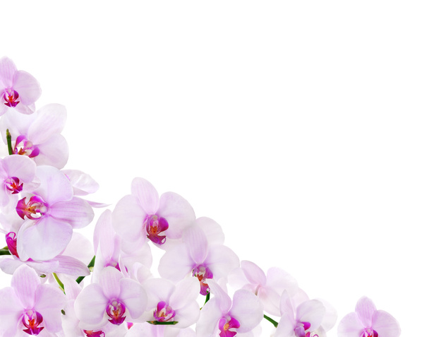 白で隔離される光のピンクの蘭コーナー - 写真・画像