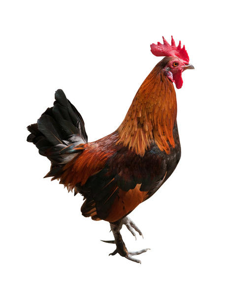 brown rooster standing on one leg - Photo, Image