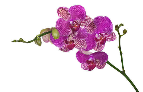 koyu pembe orkide çiçekleri beyaz izole - Fotoğraf, Görsel