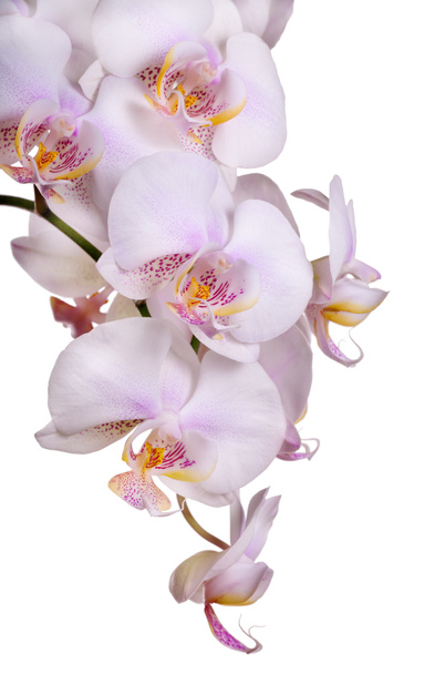 lichtroze geïsoleerd orchid bloeiwijze - Foto, afbeelding