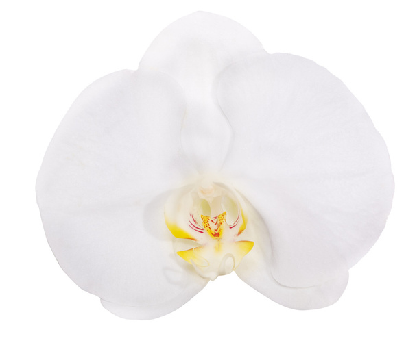 isolated single white orchid flower - Photo, Image