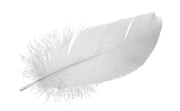 única pena de pombo cinza no branco
 - Foto, Imagem