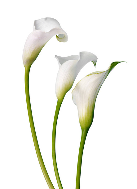 schöne weiße Blumen Calla isoliert auf weißem Hintergrund. - Foto, Bild