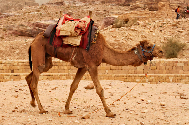 歩き回って、ヨルダンのペトラの周り彼らの乗車のための観光客を待っている 1 つのラクダ. - 写真・画像