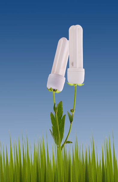 growiing fluorescent lamp in green grass - Photo, Image