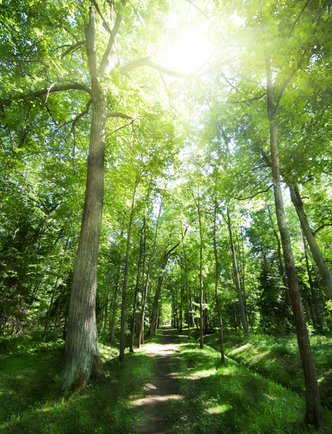 footpat między drzewami w zielonym lesie - Zdjęcie, obraz