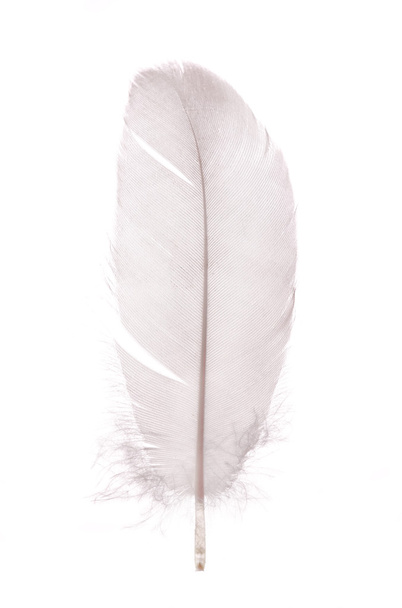 light grey isolated single pigeon feather - Foto, afbeelding