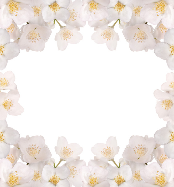 квіти жасмину рамка на білому
 - Фото, зображення