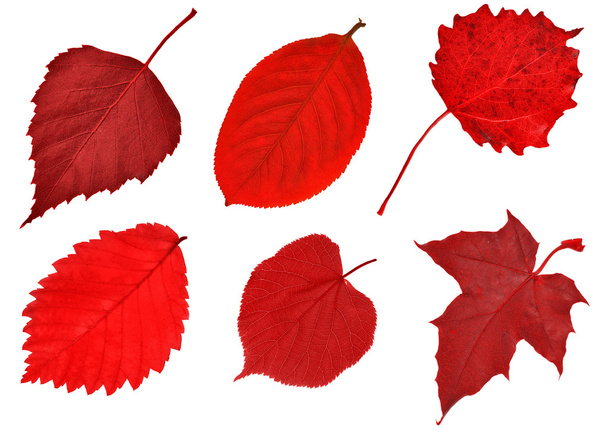 sechs rote Blätter auf weißem Grund - Foto, Bild
