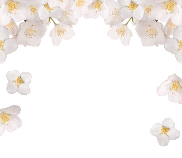 jazmín flores medio marco aislado en blanco
 - Foto, imagen