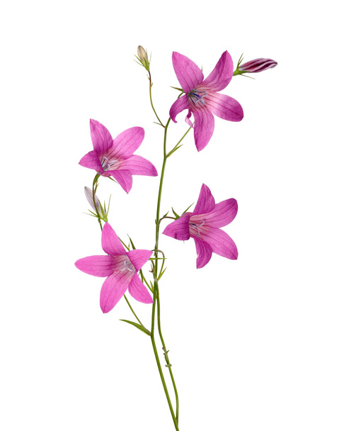 白で隔離される暗いピンク カンパニュラメジウム切り花の受粉花 - 写真・画像