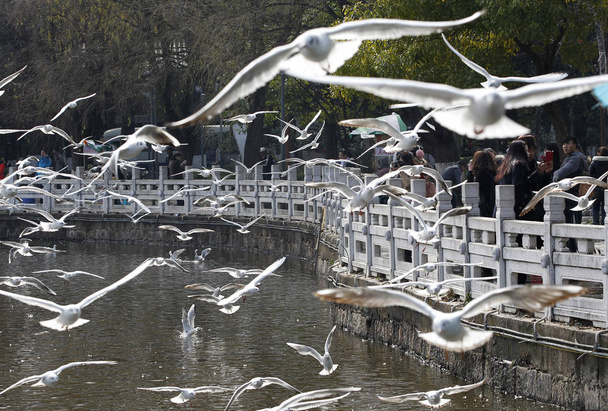 Chinese visitors take photos of laughing gulls at Cuihu Park in Kunming city, southwest China's Yunnan province, 13 January 2014. - Photo, image