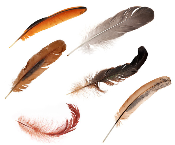set of six color feathers - Photo, Image