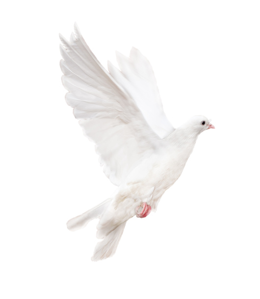 geïsoleerde witte duif - Foto, afbeelding