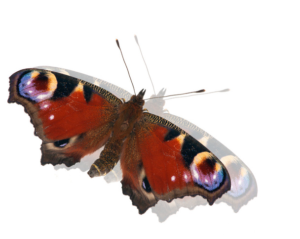 donker rood keizer nachtvlinder met reflectie - Foto, afbeelding