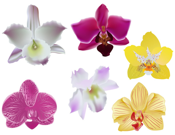 sei collezione di orchidee a colori su bianco
 - Vettoriali, immagini