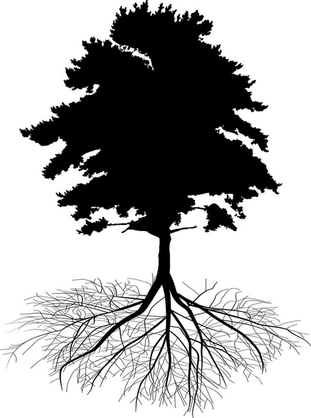 pine tree with root silhouette - Vector, Image