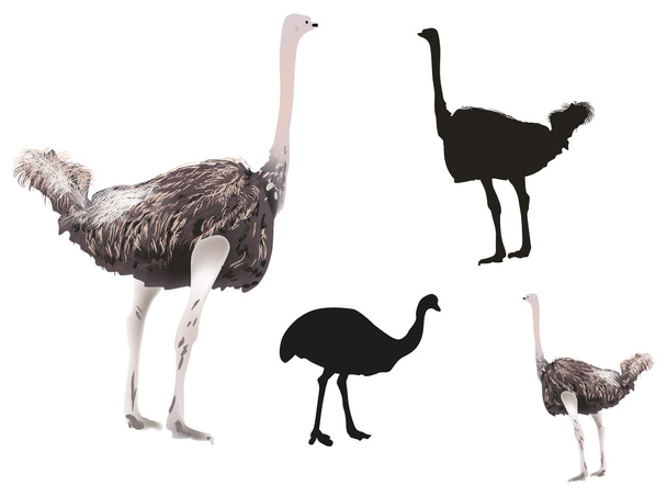 ostriches collection isolated on white - Vector, Image