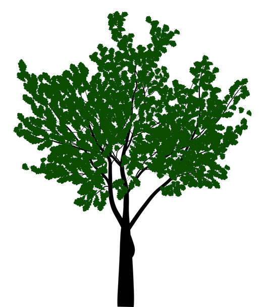 green isolated on white broad-leaved tree - Vector, Image