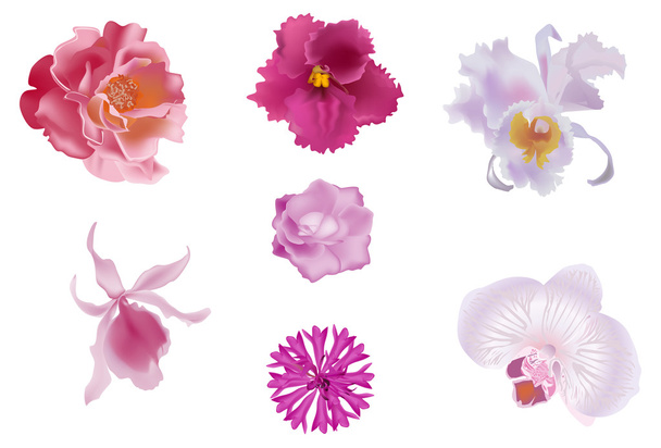 conjunto de siete flores rosadas aisladas en blanco
 - Vector, Imagen